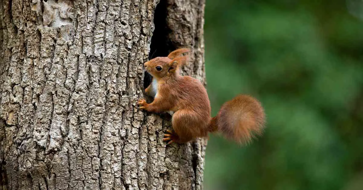 What Time of Year Do Squirrels Build Nests?