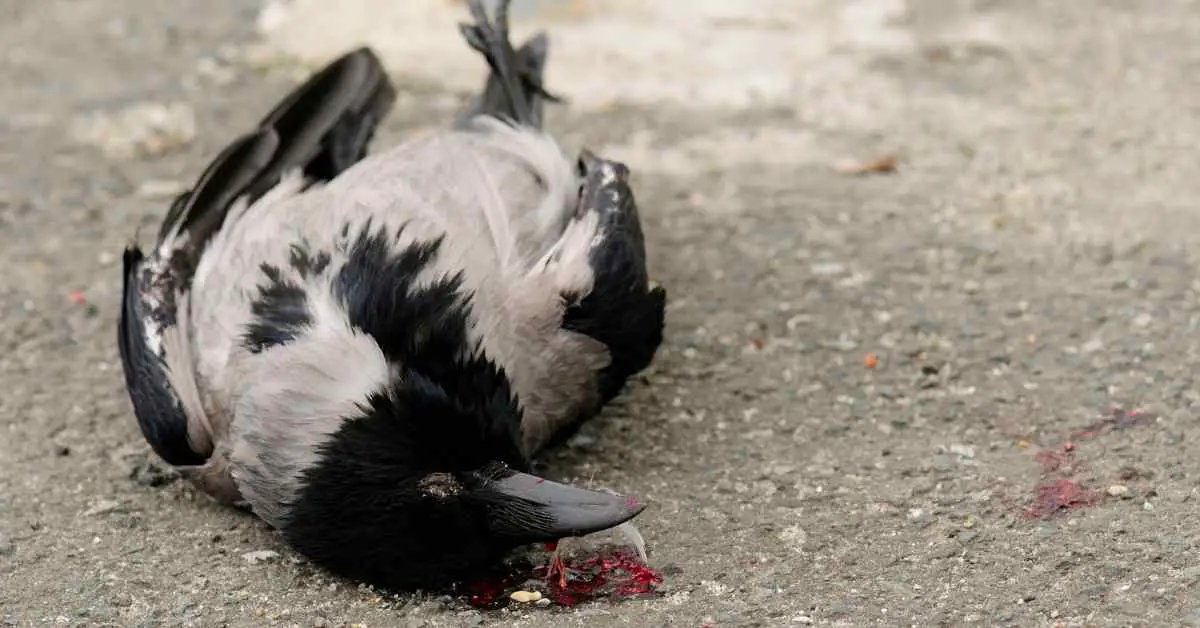 Where Do Crows Go To Die?