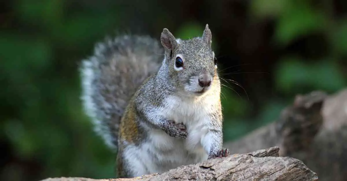 Why Do Squirrels Raise Their Paw?