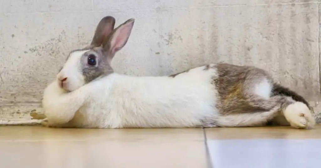 Why Does My Rabbit Always Lay Down? Small Garden DIY