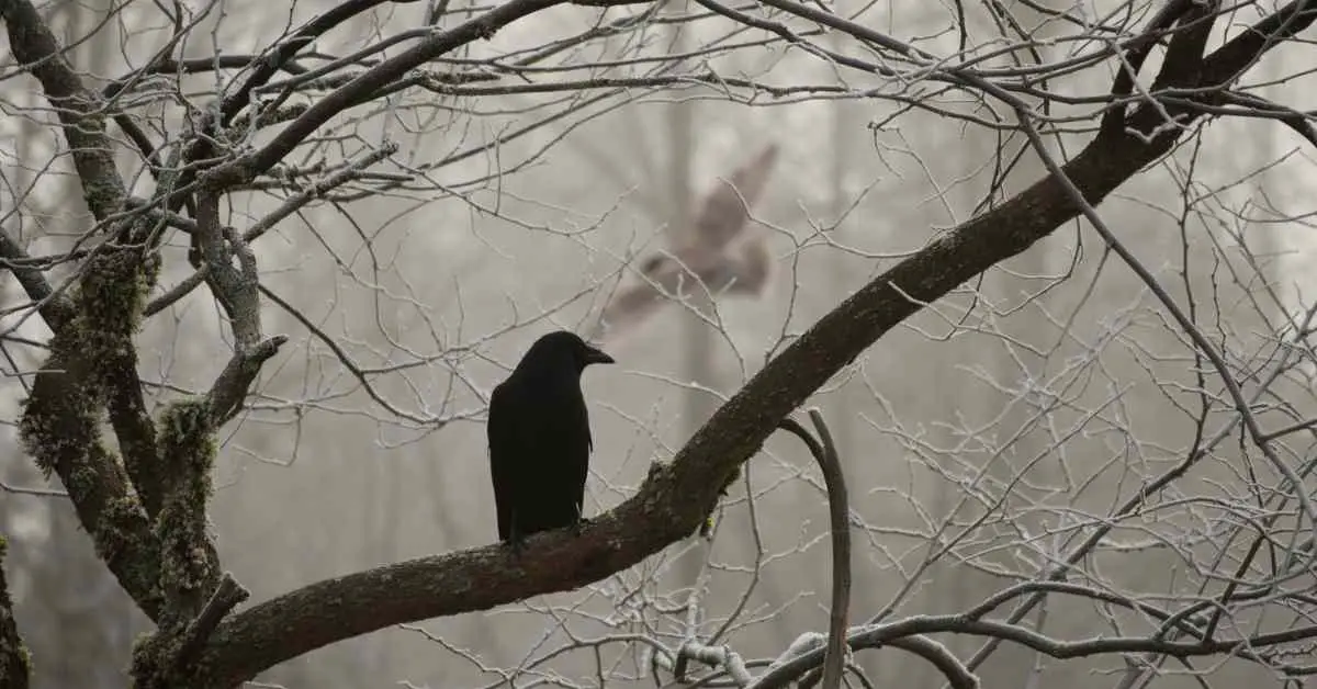 Are Crows Endangered Species?