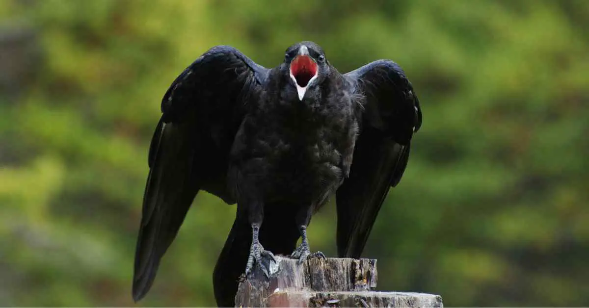 Are Crows Evil Birds?