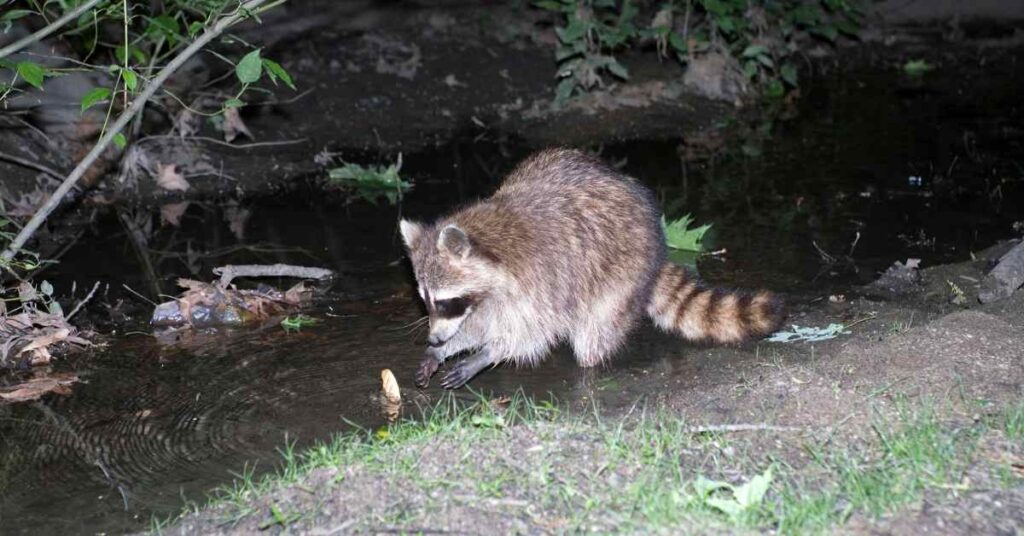 Light Raccoons Are Raccoons Afraid Of Bright Lights? - Small Garden DIY