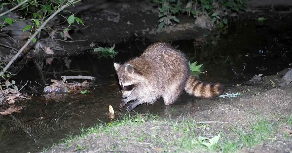 Are Raccoons Afraid Of Bright Lights?