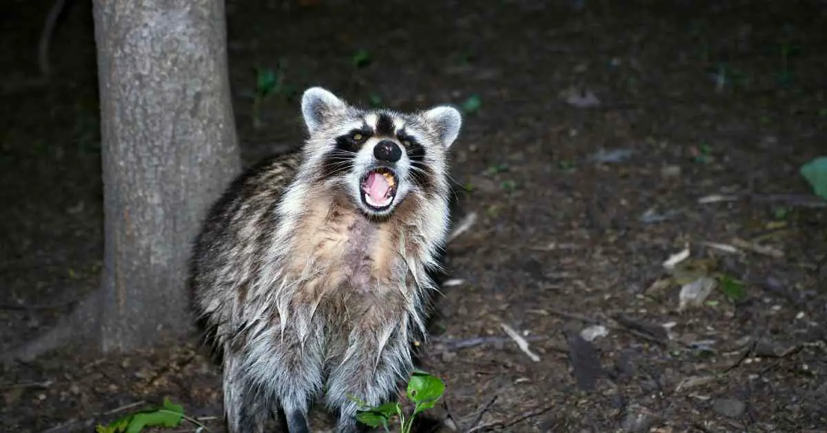 Are Raccoons Afraid Of Loud Noises?