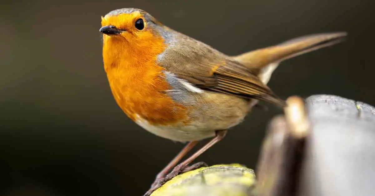 Are Robins Aggressive To Other Birds?