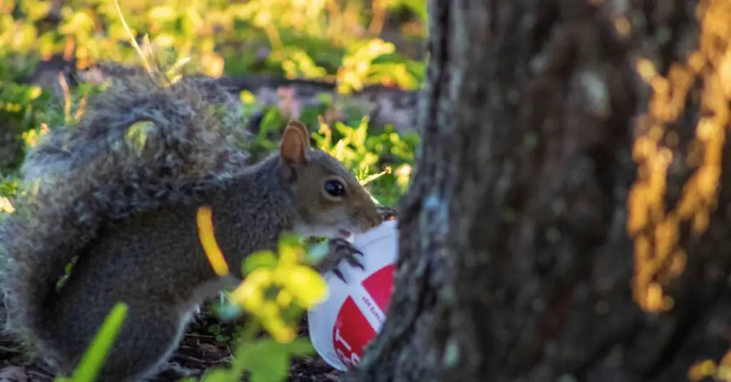 Are Squirrels Attracted To Plastic? Small Garden DIY