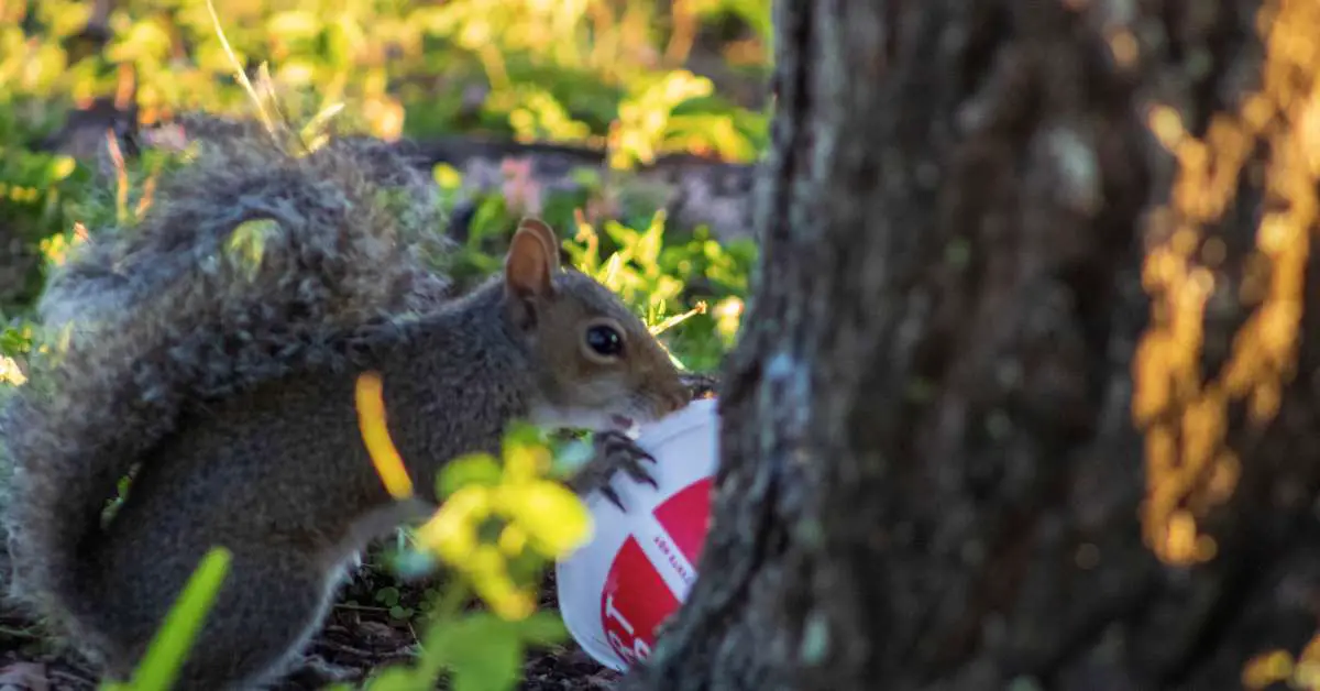 Are Squirrels Attracted To Plastic?