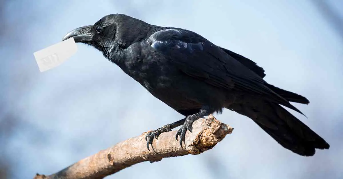 Can Crows Deliver Messages?