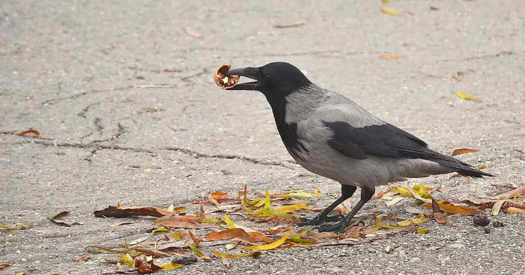 Can Crows Eat Walnuts? Small Garden DIY