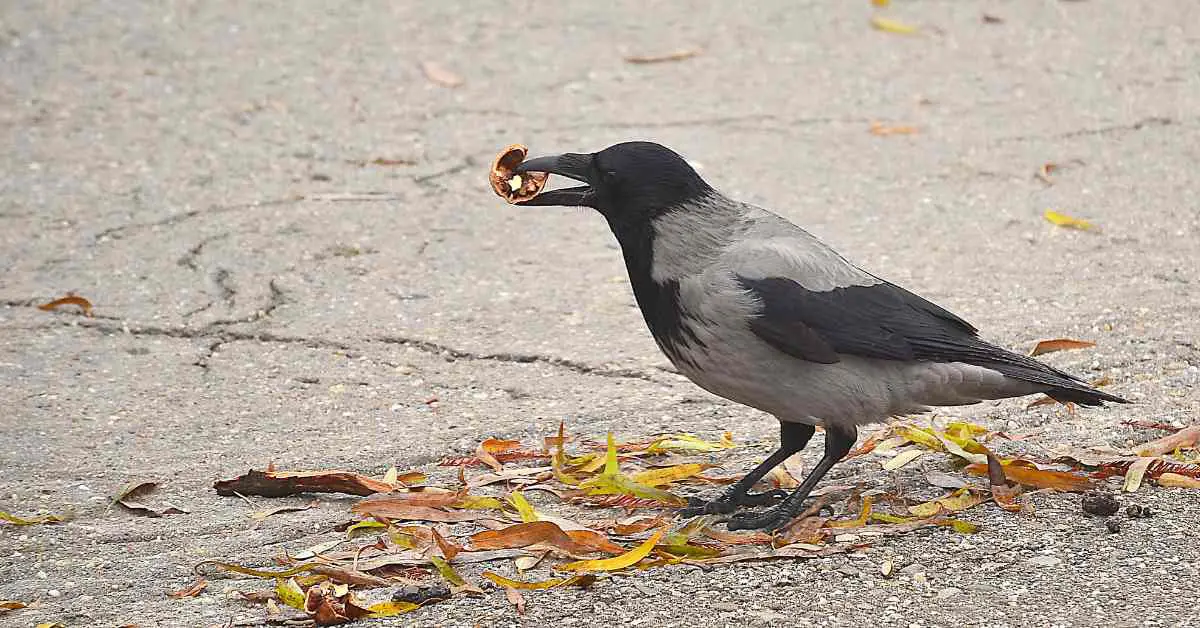 Can Crows Eat Walnuts?