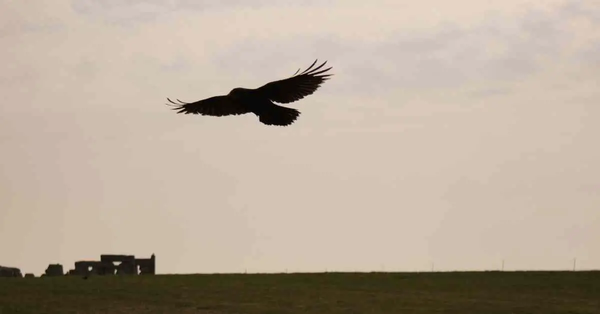 Can Crows Find Their Way Home?