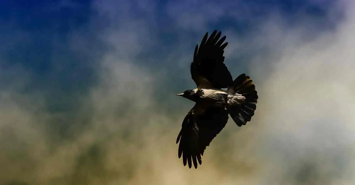 Can Crows Fly Backwards?
