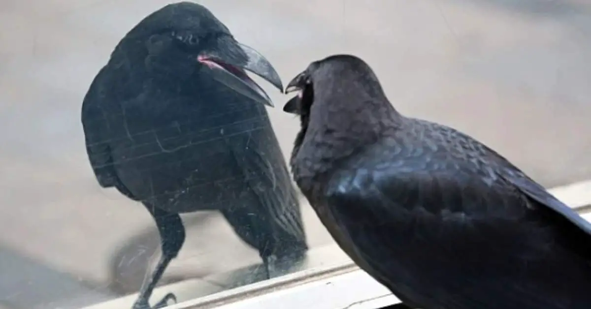 Can Crows Pass The Mirror Test?