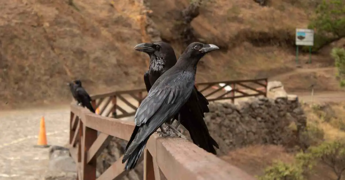 Can Crows and Ravens Mate?