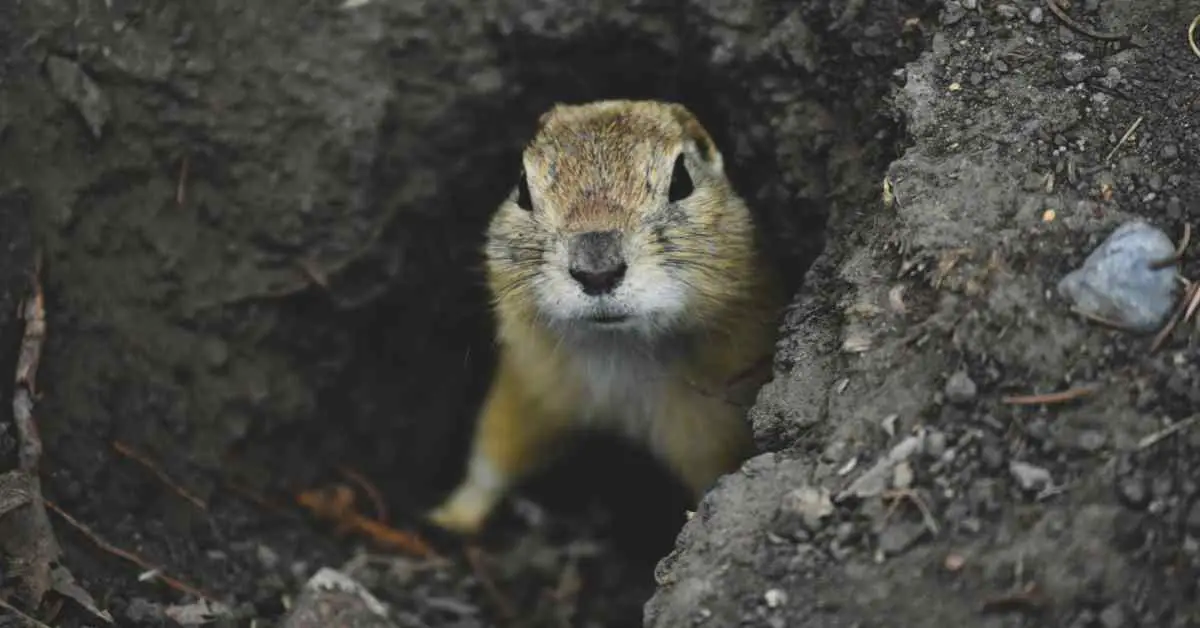 Can Gophers See In The Dark?