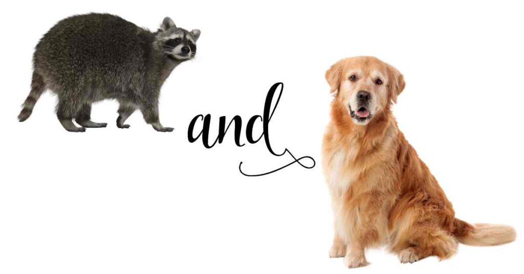 Can Raccoons Mate With Dogs? Small Garden DIY