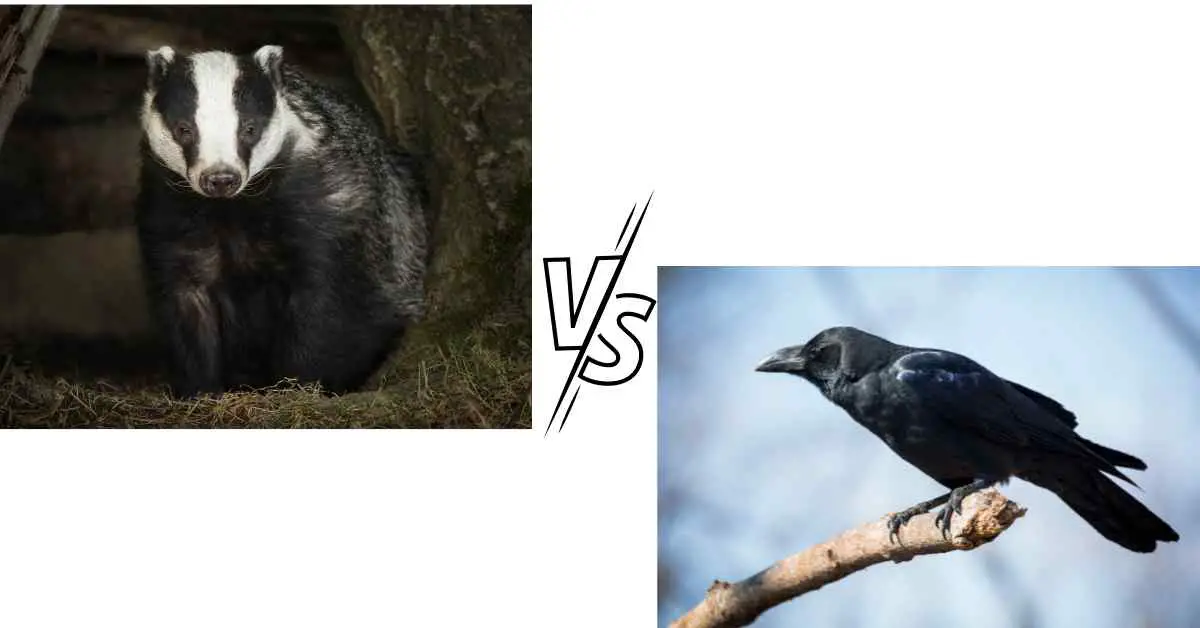 Do Badgers Eat Crows?