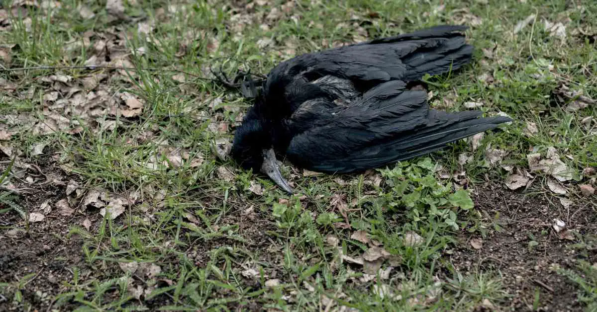 Do Crows Bury Their Dead?