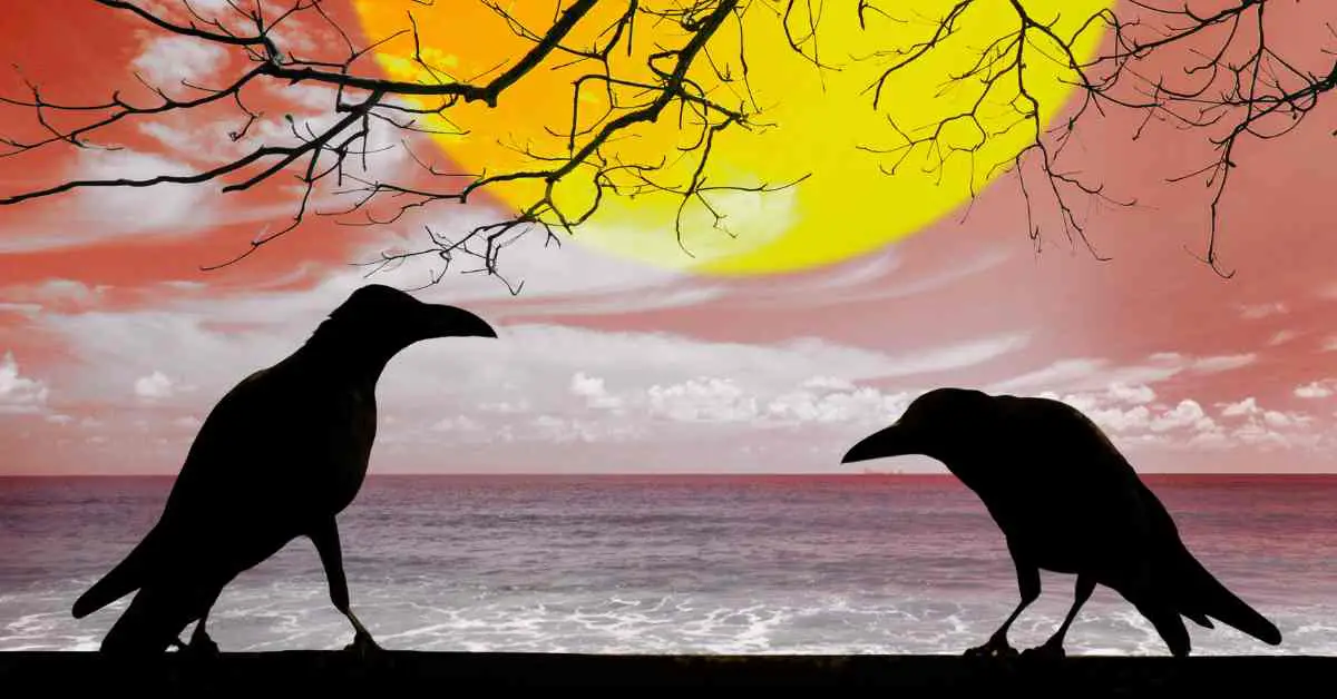 Do Crows Communicate With Each Other?