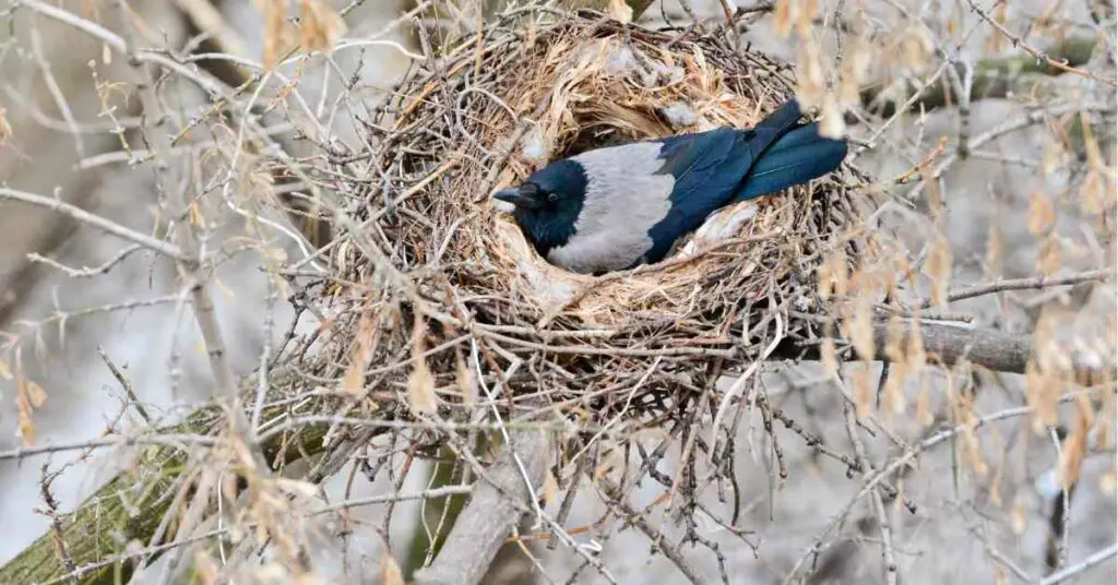 do-crows-destroy-their-own-nests-small-garden-diy