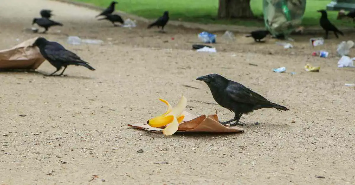 Do Crows Eat Bananas?