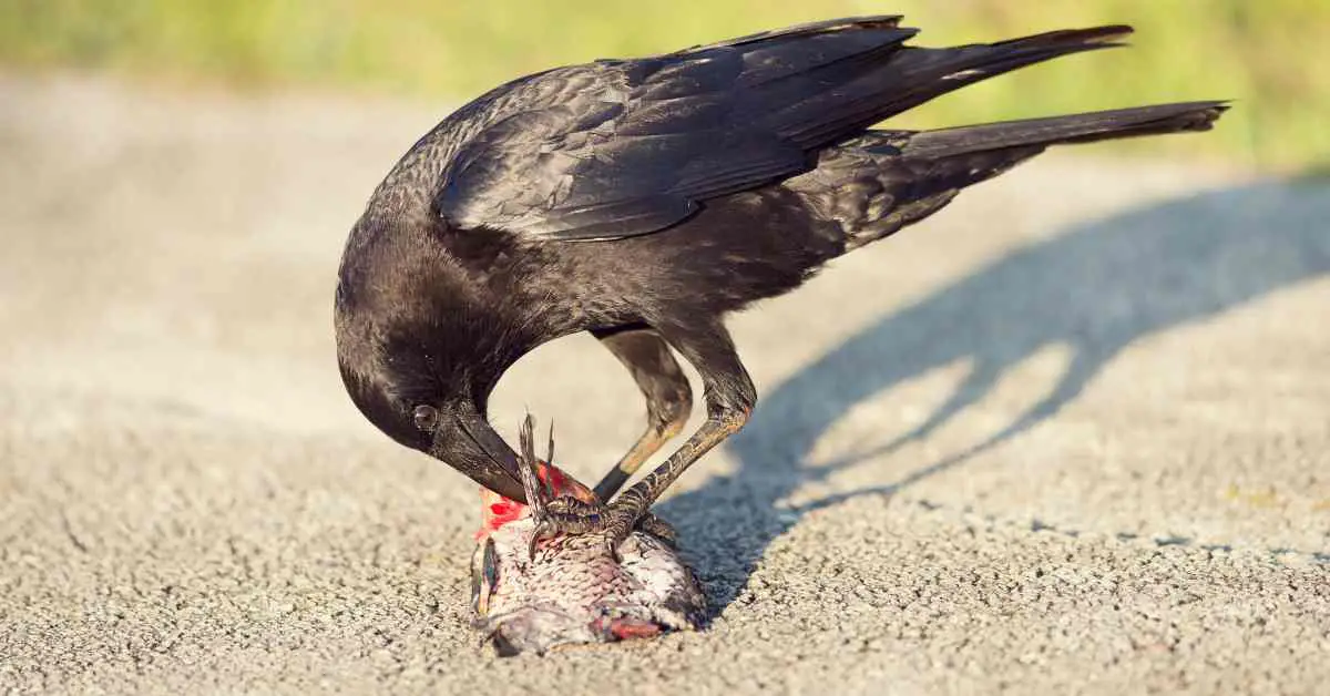 Do Crows Eat Their Own Babies?