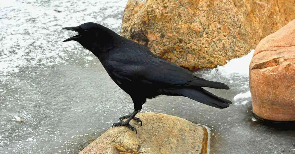 Do Crows Have Tails?