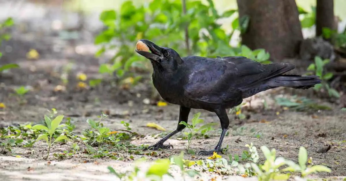 Do Crows Have Taste Buds?