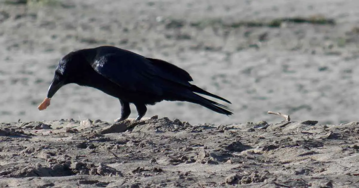 Do Crows Pick Up Shiny Objects?