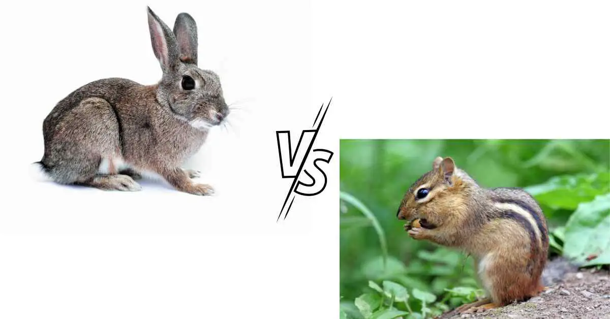 Do Rabbits And Chipmunks Get Along?