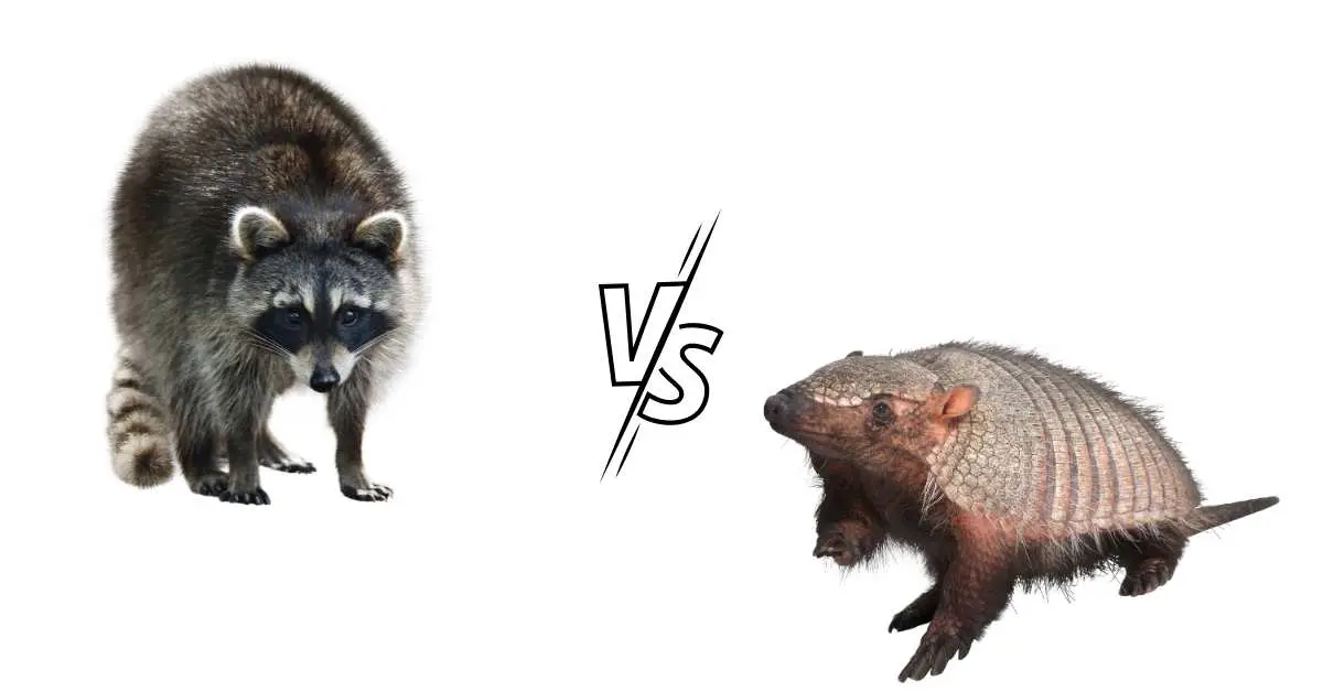 Do Raccoons Eat Armadillos?