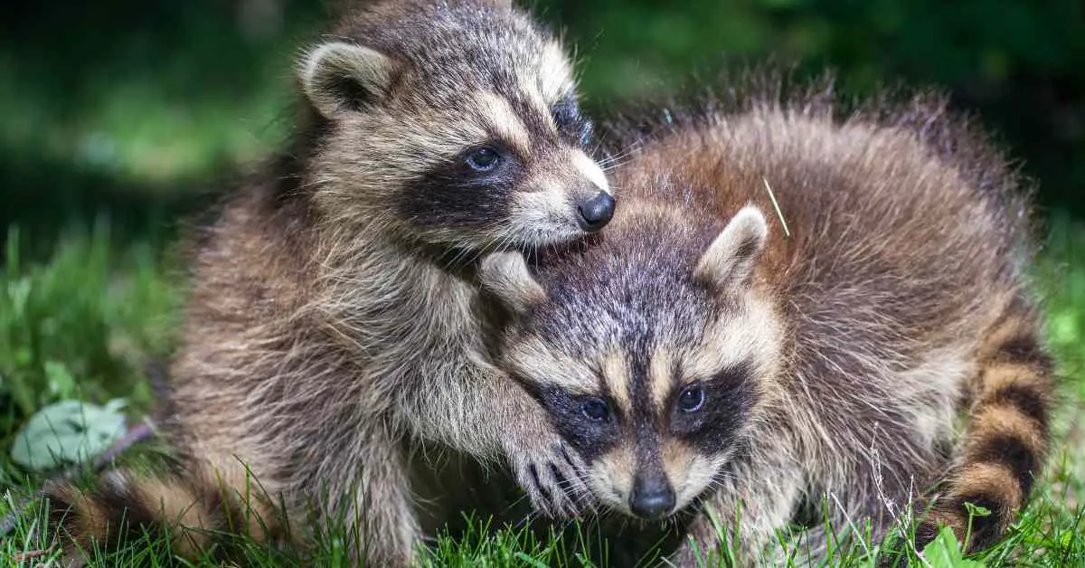 Do Raccoons Mate With Their Siblings?