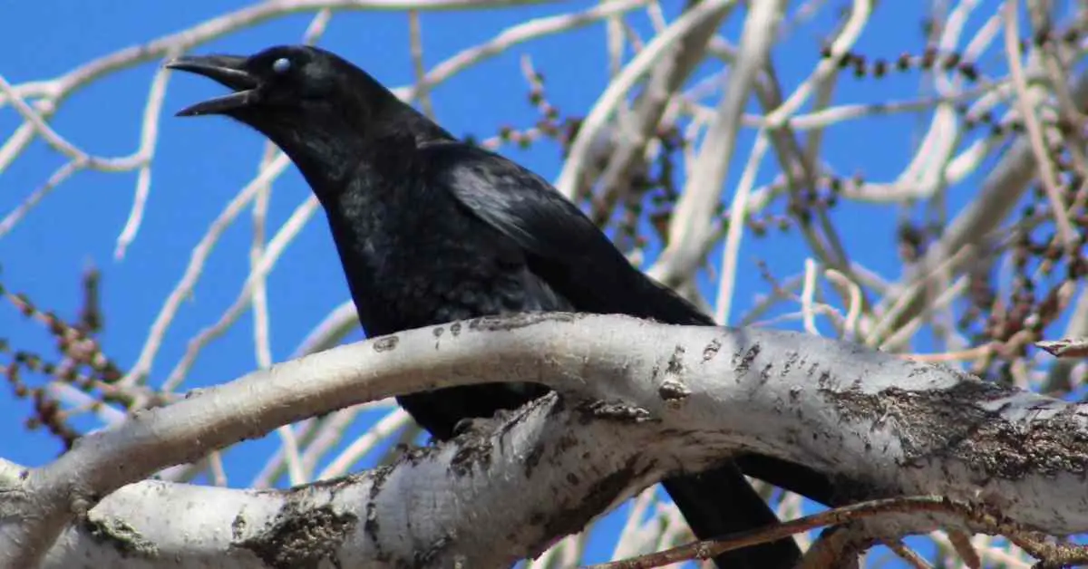 Does Crow See With Only One Eye?