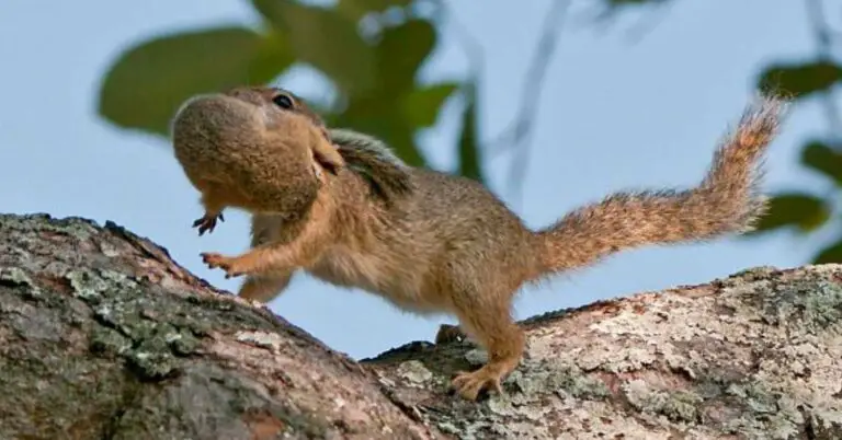 How Do Squirrels Carry Their Babies? - Small Garden DIY