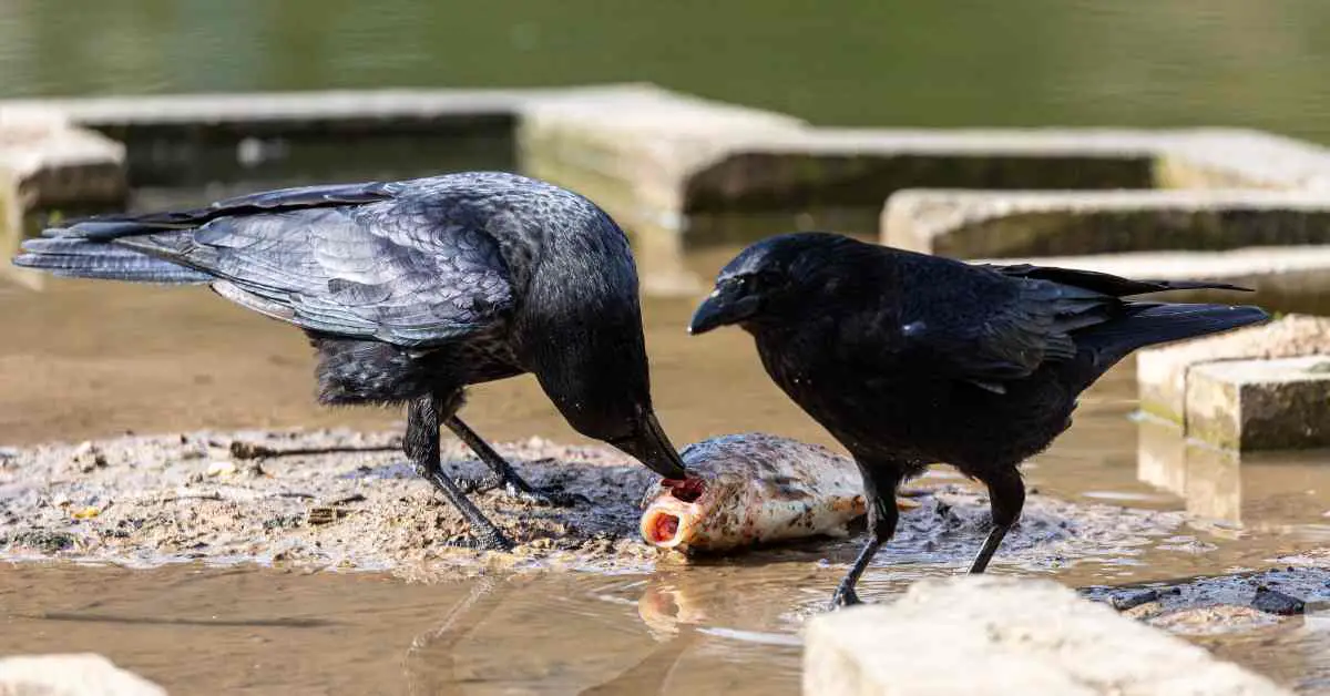 How Much Do Crows Eat in a Day?