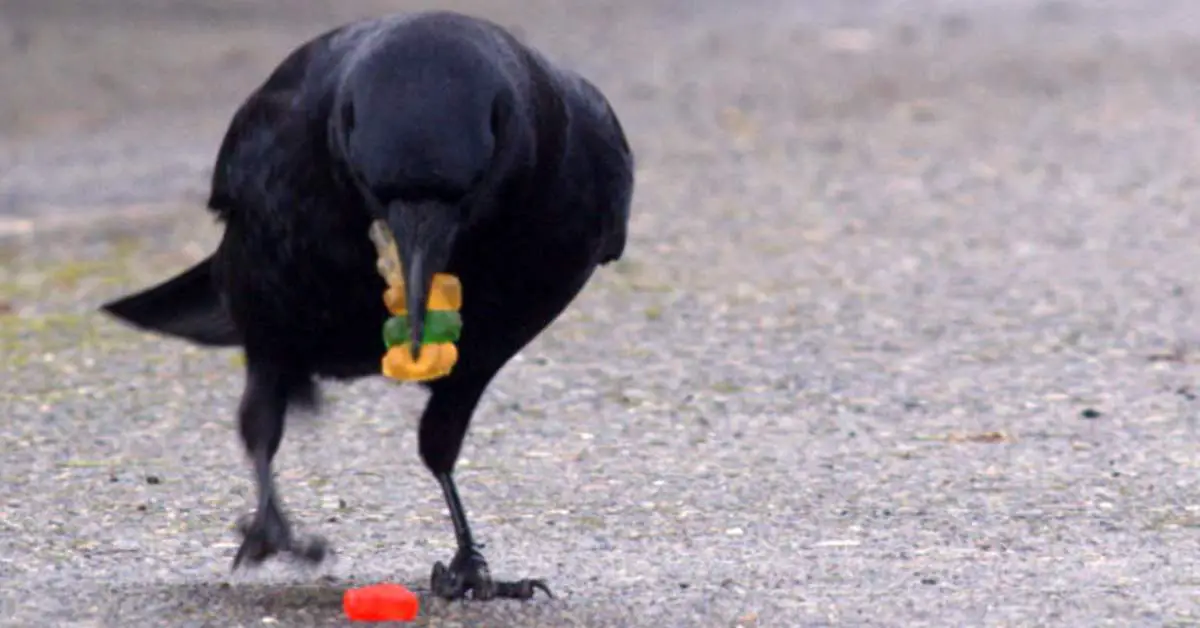How To Train a Crow To Bring You Gifts?
