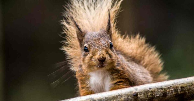 What Would Happen If Squirrels Went Extinct? (Explained)