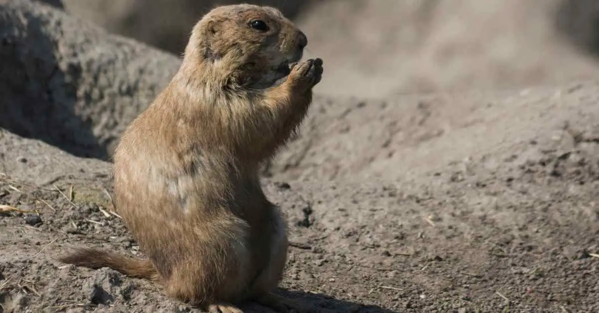 Why Are Groundhogs Called Woodchucks?