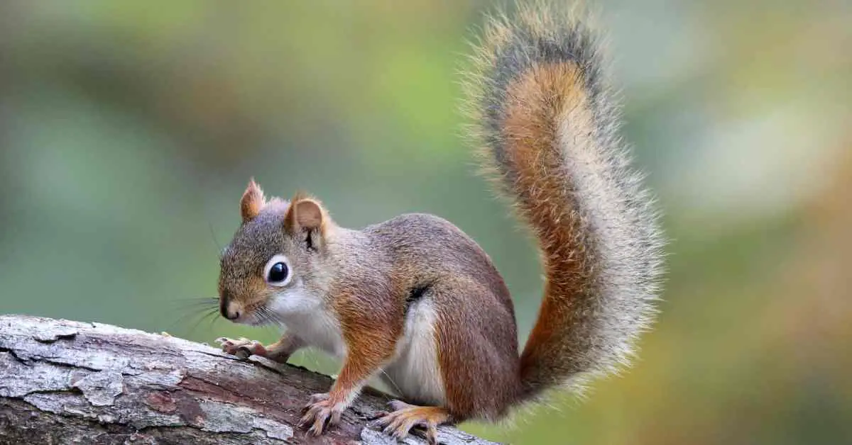 Why Are Squirrels Always Alone?