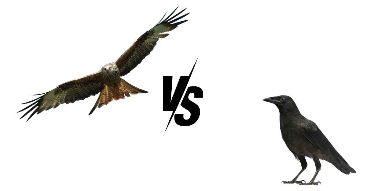 Why Do Crows Attack Red Kites