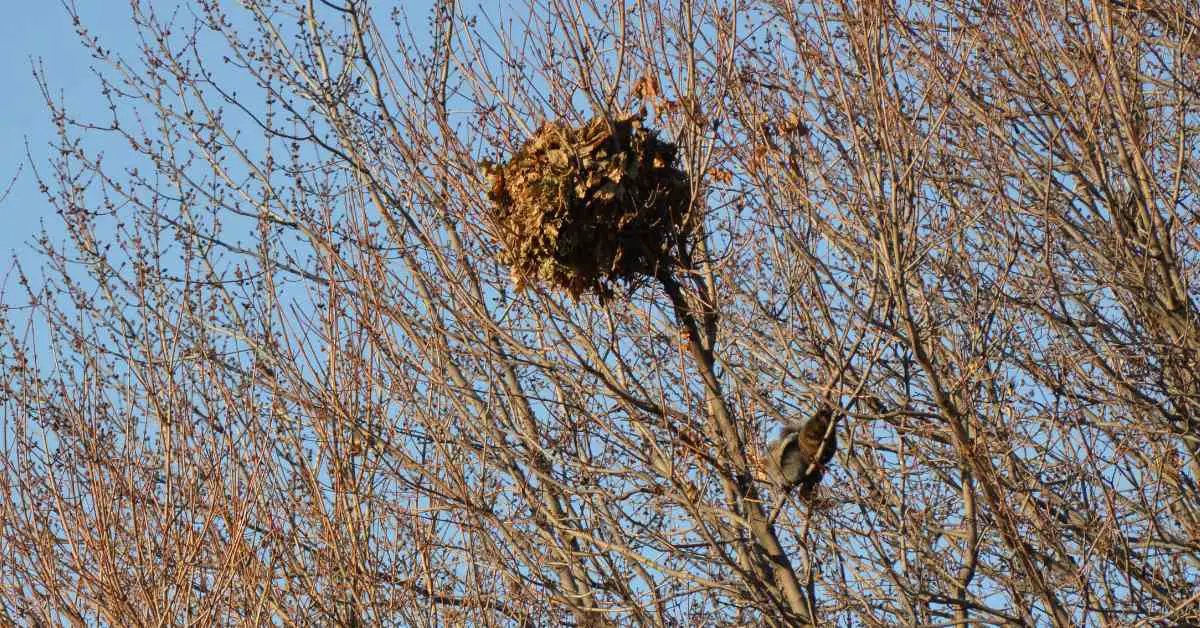 Why Do Squirrels Build Nests High In Trees?
