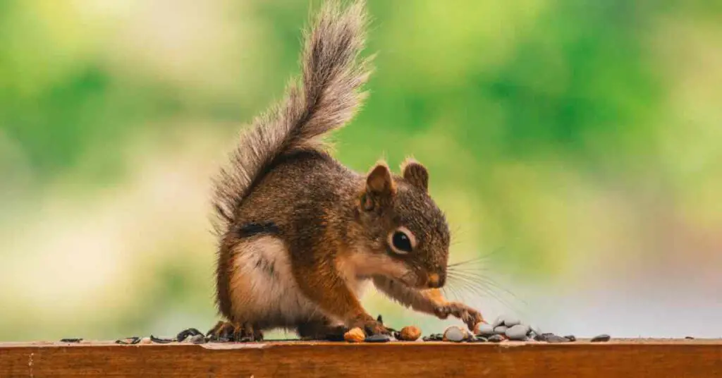 Why Do Squirrels Collect Rocks? Small Garden DIY