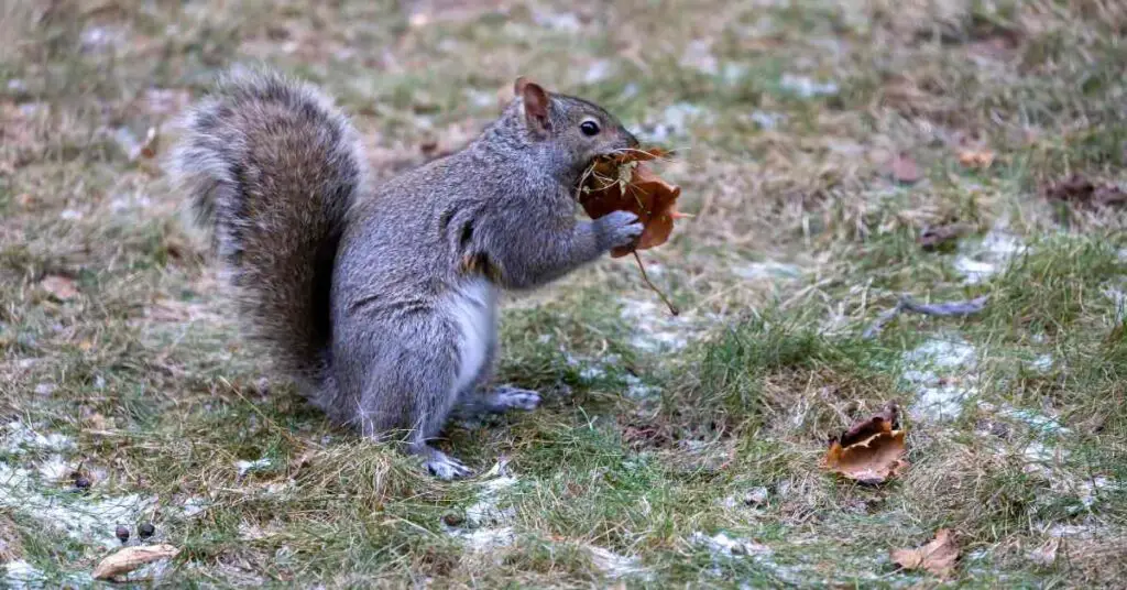 Why Do Squirrels Gather Leaves? Small Garden DIY