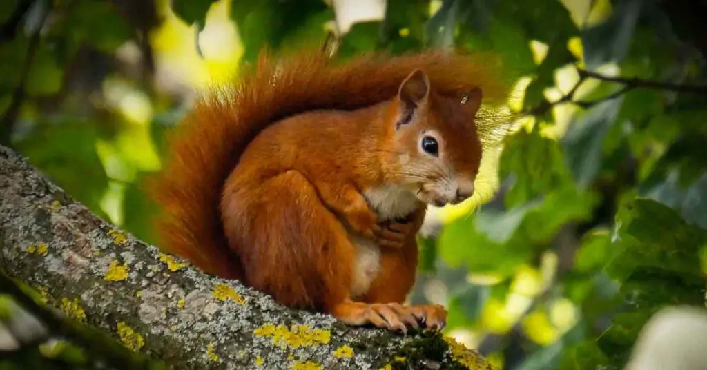 Why Do Squirrels Have Bushy Tails? - Small Garden DIY