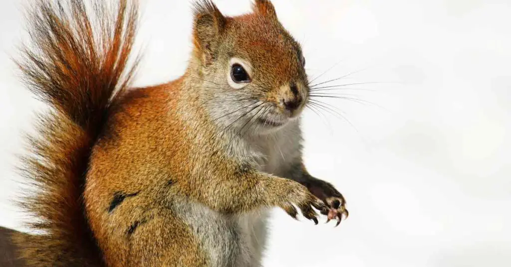 Why Do Squirrels Have Missing Fur? - Small Garden DIY