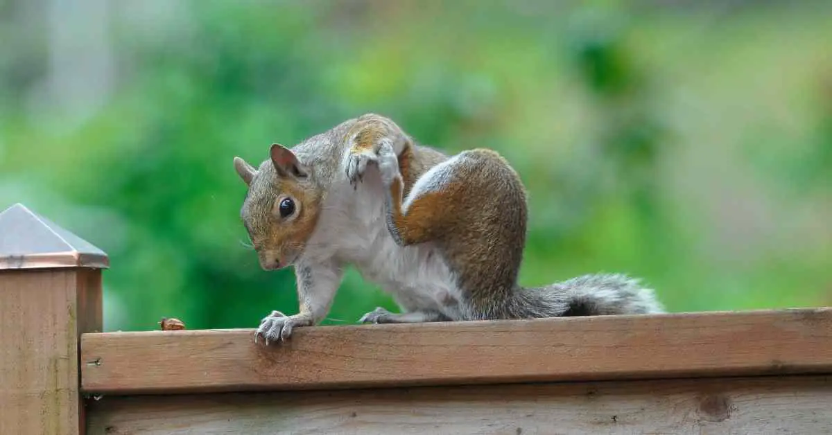 Why Do Squirrels Itch So Much?