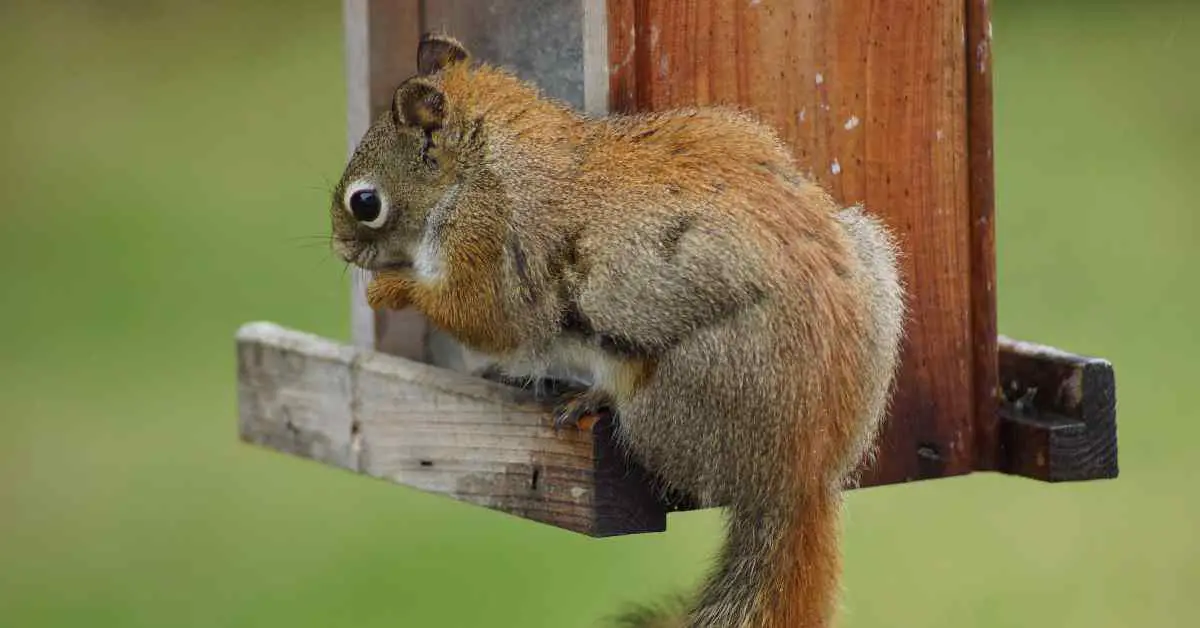 Why Do Squirrels Kill Baby Birds?