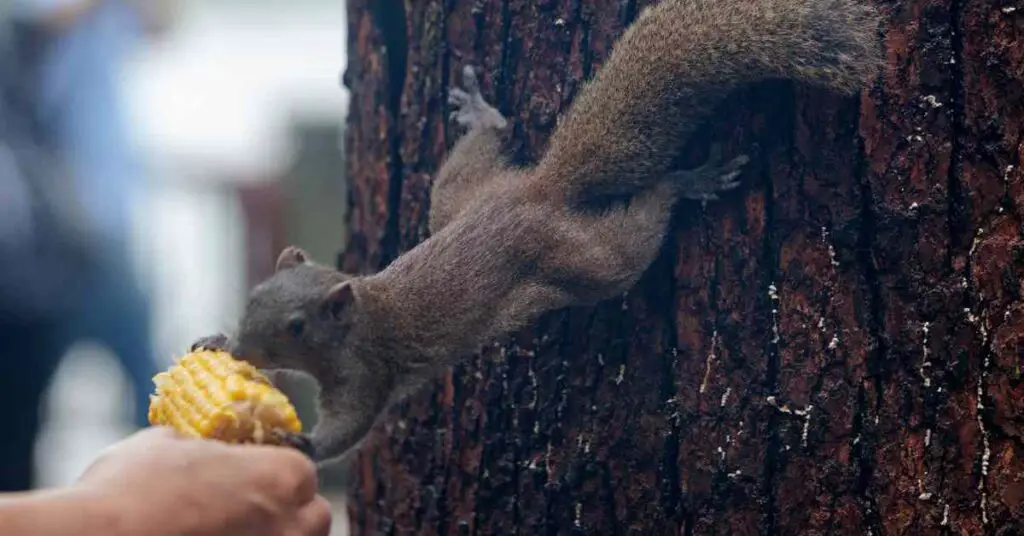 Why Do Squirrels Only Eat Part Of Corn? - Small Garden DIY