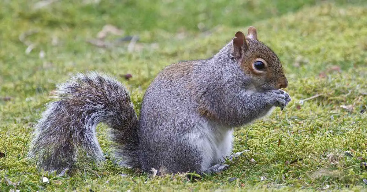 Why Do Squirrels Pee Where They Eat?